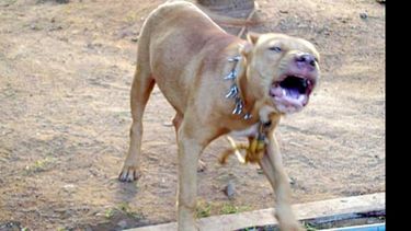 El perro, cruza de pitbull, le produjo heridas a una mujer en Monterrey..