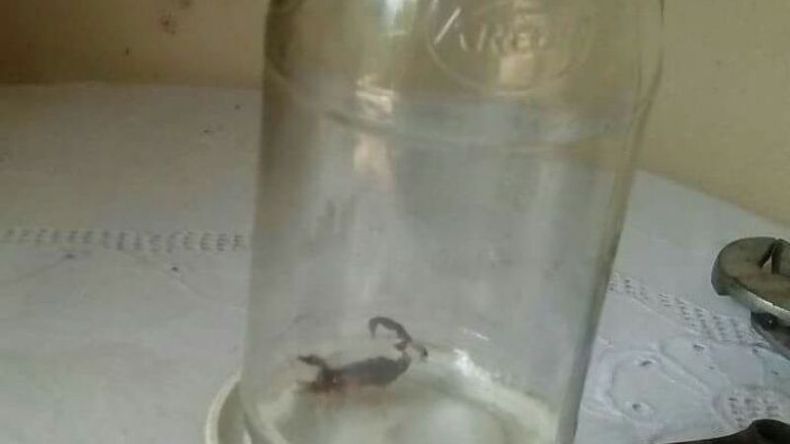 El arácnido encontrado en la calle Homero de Del Viso..