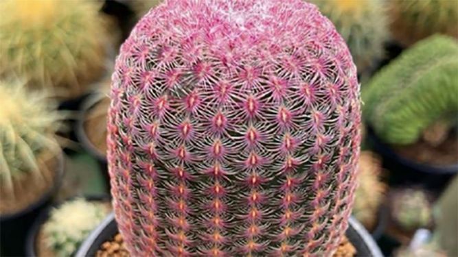 El tierno Cactus rosa