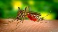 dengue: record historico de casos en la provincia de buenos aires