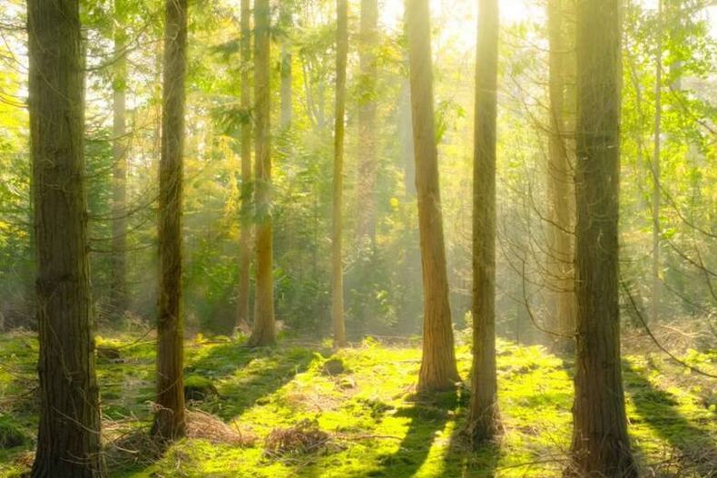El paradisíaco bosque de Dunamar. (@dunamar.com.ar).