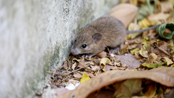 Diputados de la Provincia solicitaron detalles sobre la evolución del hantavirus, los protocolos vigentes y las medidas de prevención.
