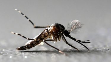 El mosquito Aedes, transmisor del dengue.