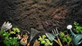 huerta en casa: que sembrar en agosto para empezar a cosechar en pocas semanas