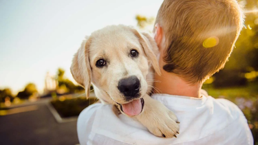 ley sintientes: que los animales dejan de ser cosas