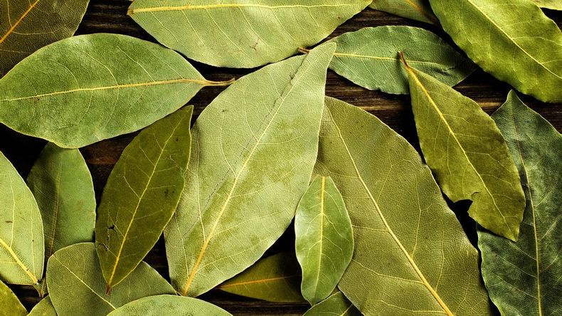 ¡A sacar provecho de las hojas de laurel! (Blogspot. com)..jpg