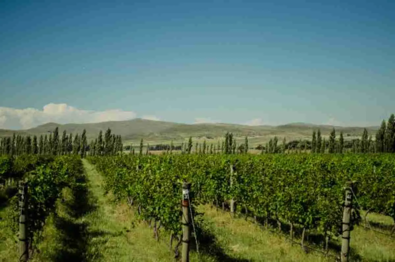 Bodega Saldungaray. (balcondegolf.com)..webp