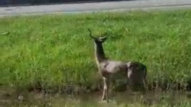Y en el Día del Animal, apareció un ciervo en Ruta 8 / VIDEO