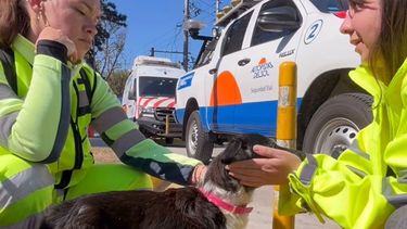 Hasta el momento, la organización lleva rescatados 200 animales perdidos en la autopista Panamericana, en todos sus ramales.&nbsp;