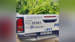 Las plantas halladas en la casa del agresor, que fue detenido. Las plantas halladas en la casa del agresor, que fue detenido.