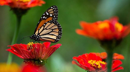¡Convertí tu jardín en un paraíso de mariposas!