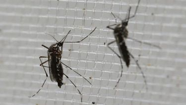 La invasión de mosquitos en Pilar puede durar un mes