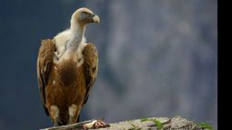 El buitre que anida en Pilar dio el sí