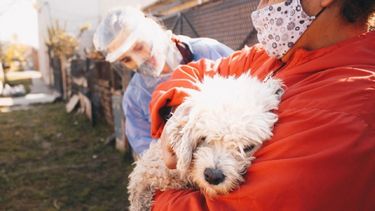 Vacunación antirrábica en Derqui