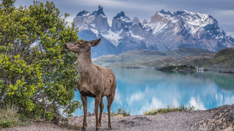 Torres del Paine Parque Nacional, Chile.