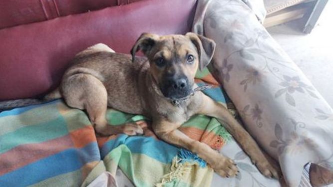 Esta foto es de mi perrita que se perdió. Llamar al 112519-0867. Responde al nombre de Reyna. Se perdió en la zona de la calle Sarmiento 1565, detrás de la maternidad Nuestra Señora del Pilar. Raúl..