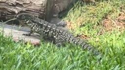 Las últimas apariciones fueron reportadas por vecinos de Pilar del Este. Las últimas apariciones fueron reportadas por vecinos de Pilar del Este.