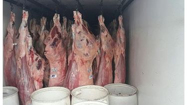 CALIENTE. Las medias reses eran transportadas a una temperatura no permitida..