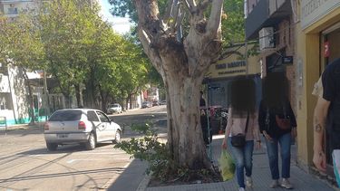 Árbol mutilado en el centro Árbol mutilado en el centro
