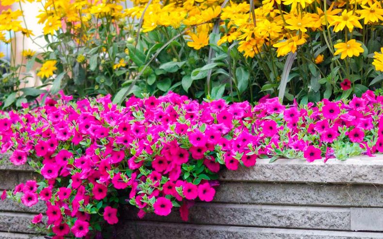 Plantas con flores durante todo el verano. (flo.discus-club.ru)..jpg