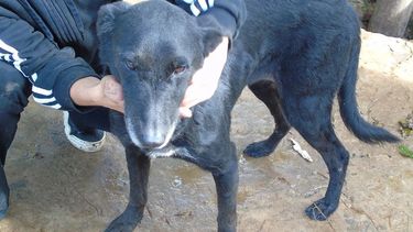 Julia, en adopción