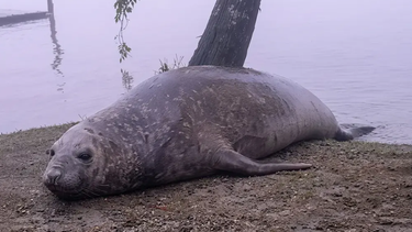 En horas de la noche el animal volvió al agua y su rastro se perdió.