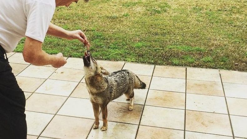 Paula Vázquez compartió una foto de Margarita, zorra muy dócil..