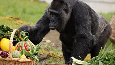Pilar a Diario | Fatou celebró su cumpleaños 66 en el Zoológico de Berlín. Foto.ANSA..jpg