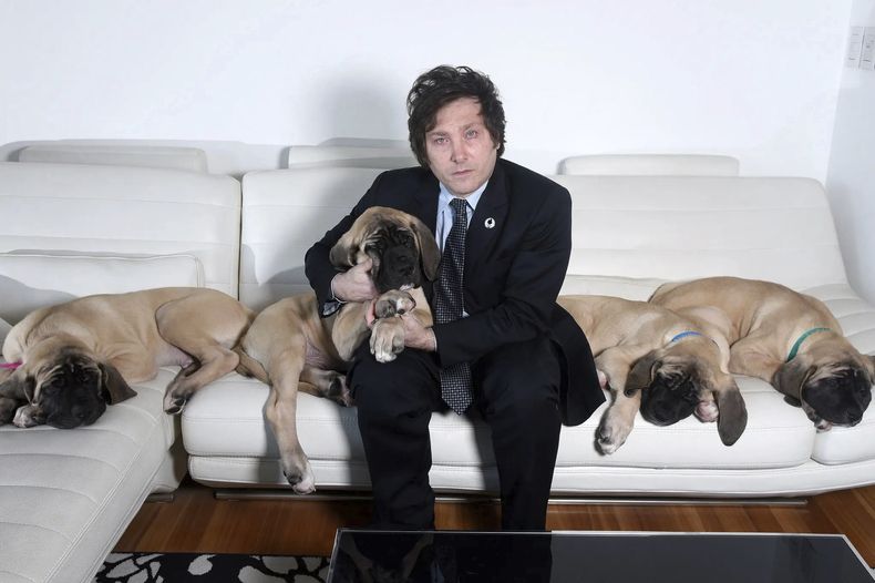 El presidente Javier Milei junto a sus cuatro mastines ingleses, clonados de su recordado Conan fallecido en 2017.