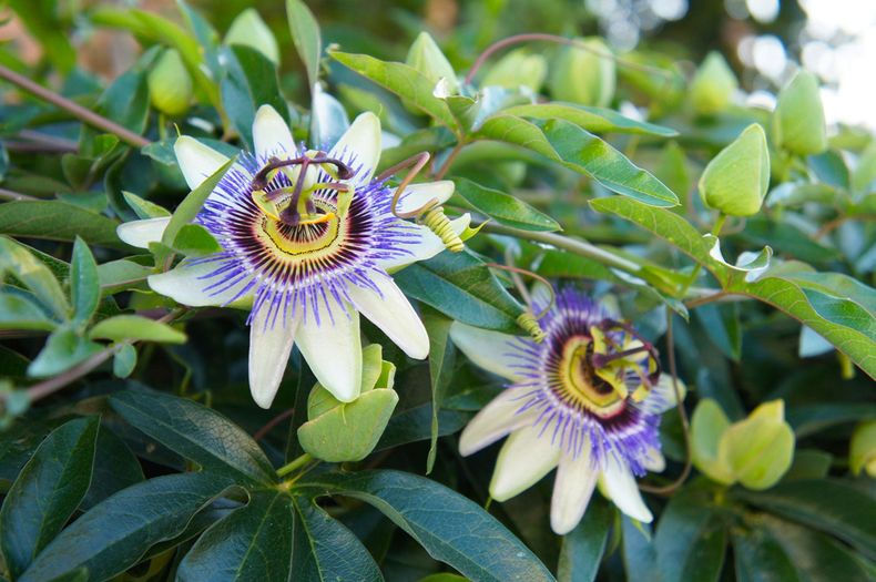 Planta originaria de América. (Gardening Know How)..jpg