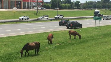alerta por tres caballos sueltos a metros de panamericana