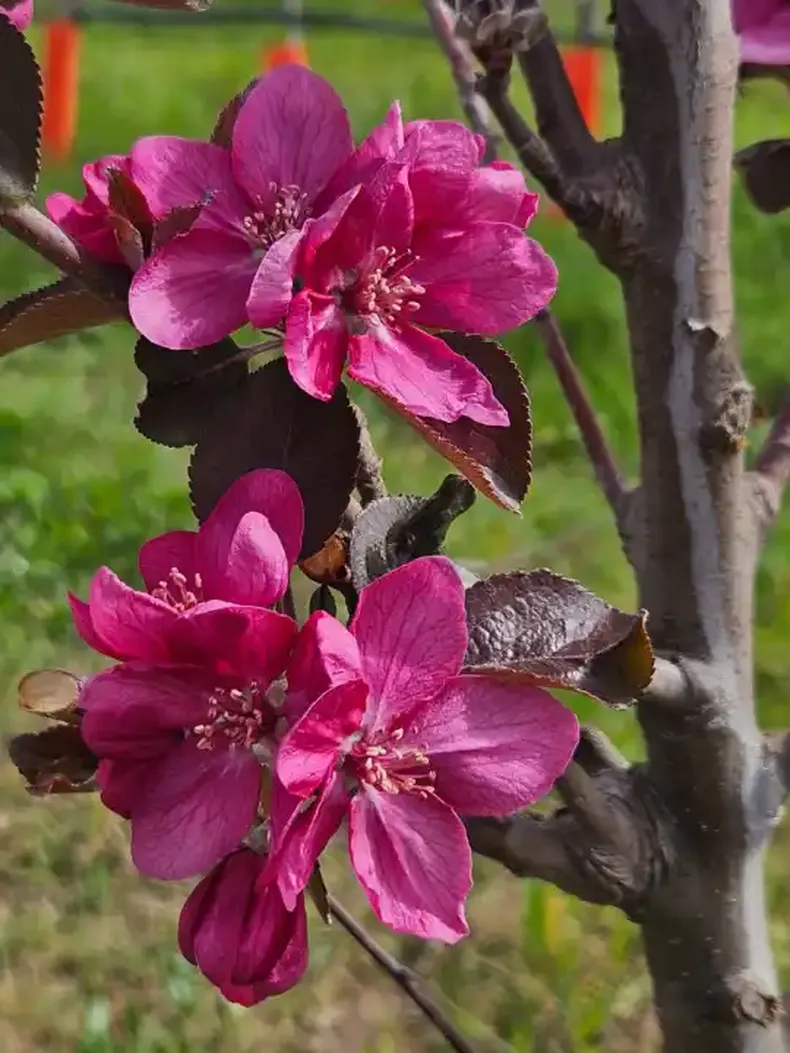 Las flores de los manzanos Kissabel también son distintivas. (Grupo Prima).