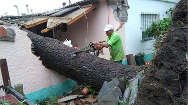 PELIGRO. Un árbol destrozó una vivienda en Villa Rosa..