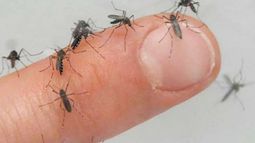SON MUCHOS. La invasión de mosquitos, el tema de la semana. .