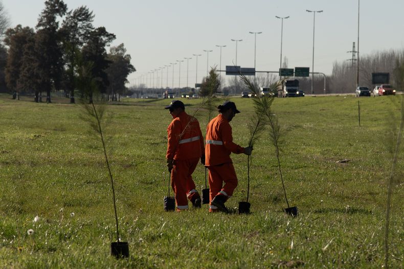 FORESTACIÓN. Entre Ausol y General Paz se plantaron 800 ejemplares.