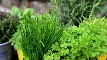 como cultivar plantas aromaticas en interior