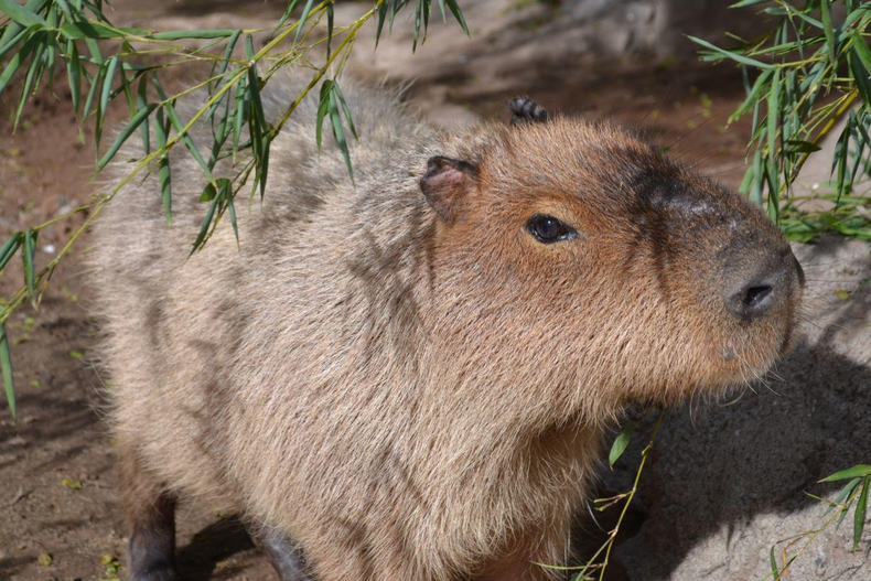 Desalentar la demanda de fauna silvestre para mascotas. (Temaikèn).png