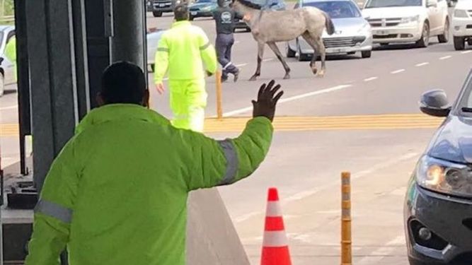 Personal de seguridad y trabajadores del peaje retiran el caballo. .
