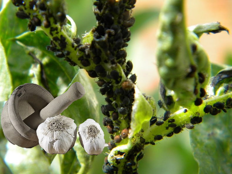 El ajo es bueno para eliminar plagas. (ecogarden.com)..png