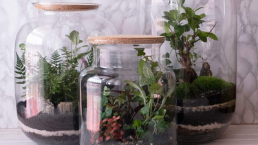 como hacer un terrario: guia para crear tu propio jardin en miniatura