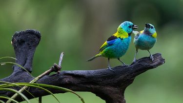 relanzaron una app que permite identificar aves de argentina