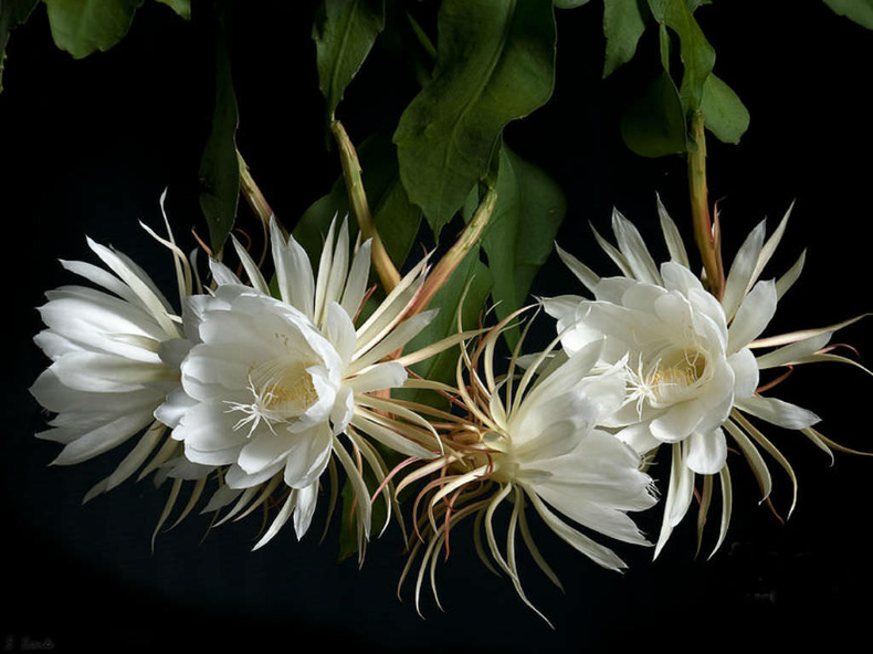 La Reina de la Noche. (worldofsucculents.com)..png