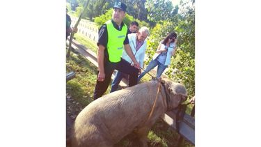 ATADO. Un policía sostiene al cerdo junto al guardarrail. .