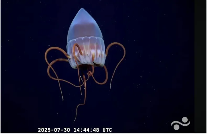 El streaming del CONICET fue el más visto de Argentina. (Schmidt Ocean).
