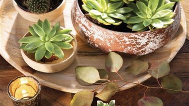 ¿que cuidados necesitan tus cactus y suculentas en otono?