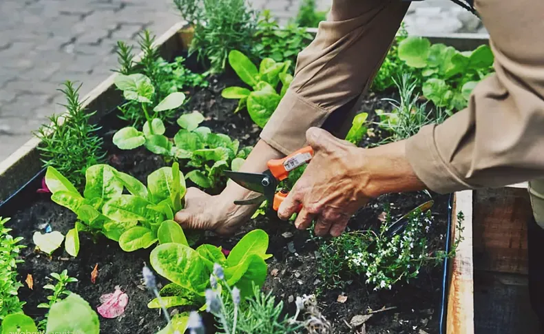 Este mes es clave para iniciar almácigos y sembrar. (infoagro.com.ar).
