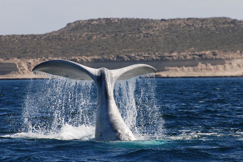 Récord histórico de las ballenas francas australes. (STEVE-JOHNSON).