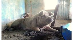 REFUGIO. El chancho “Pepo” se recupera en un galpón de la exfábrica militar..