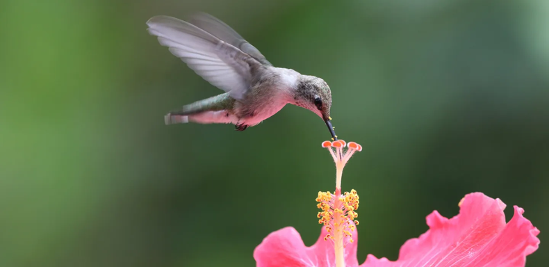 Las plantas que prefieren los colibríes. (thehappening.com)..png