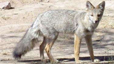 ZORRO GRIS. Especie que habita nuestra zona. Un ejemplar adulto pesa 4 kilos. .